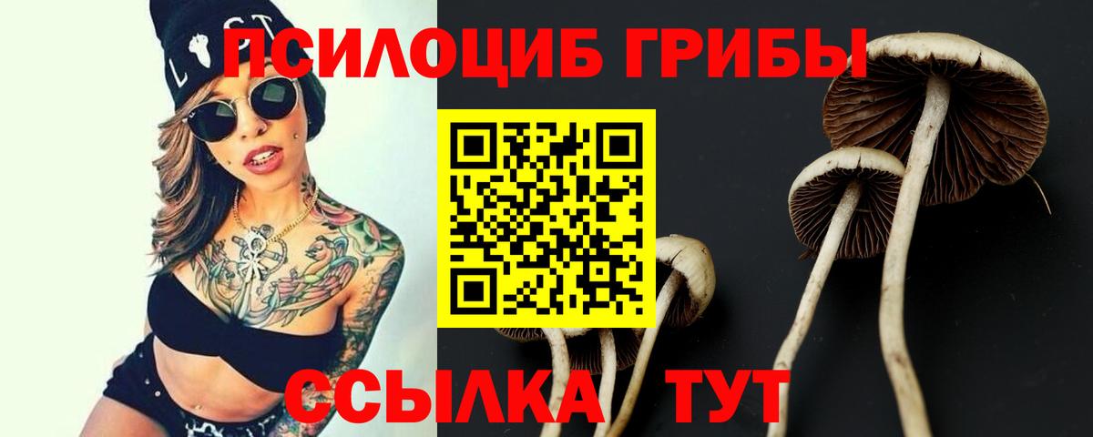 Кудрово  наркота  Вход с VPN  Галлюциногенные грибы Psilocybe 